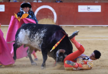 В Испании на глазах зрителей бык насмерть забодал тореадора В Испании на глазах зрителей бык насмерть забодал тореадора