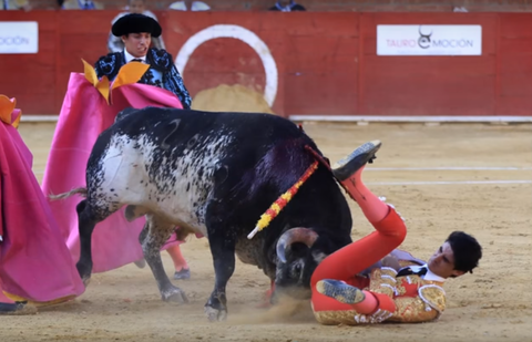 В Испании на глазах зрителей бык насмерть забодал тореадора В Испании на глазах зрителей бык насмерть забодал тореадора