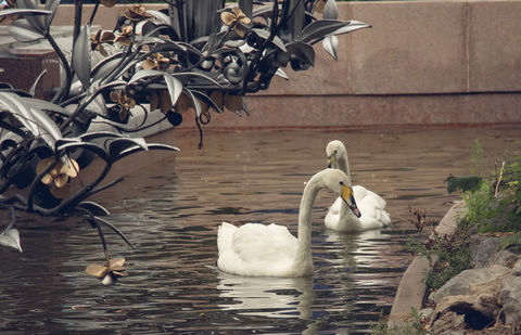 Двух лебедей снова поселили в бассейне на Старой площади в Алматы