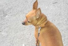 Хозяин запер свою собаку в камере хранения супермаркета в Актау Хозяин запер свою собаку в камере хранения супермаркета в Актау