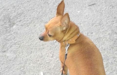 Хозяин запер свою собаку в камере хранения супермаркета в Актау Хозяин запер свою собаку в камере хранения супермаркета в Актау