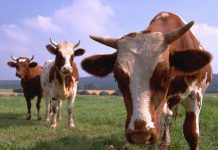 Коровы Семея оставили мемориал «Сильнее смерти» и перешли в центр города Коровы Семея оставили мемориал "Сильнее смерти" и перешли в центр города