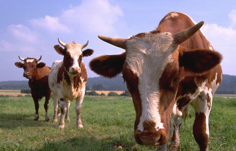 Коровы Семея оставили мемориал «Сильнее смерти» и перешли в центр города Коровы Семея оставили мемориал "Сильнее смерти" и перешли в центр города