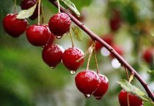 На большей части территории Казахстана 11 июля ожидаются дожди и грозы На большей части территории Казахстана 11 июля ожидаются дожди и грозы