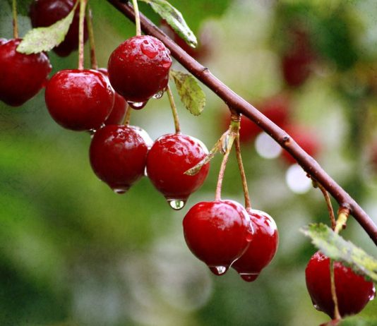 На большей части территории Казахстана 11 июля ожидаются дожди и грозы На большей части территории Казахстана 11 июля ожидаются дожди и грозы