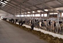 Один миллион вакцин закупили в Атырау для профилактики сибирской язвы Один миллион вакцин закупили в Атырау для профилактики сибирской язвы