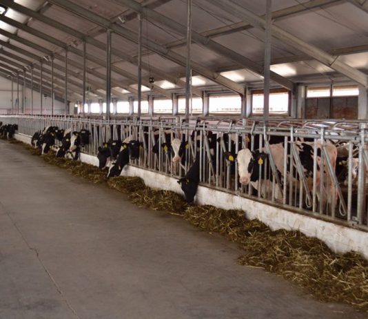 Один миллион вакцин закупили в Атырау для профилактики сибирской язвы Один миллион вакцин закупили в Атырау для профилактики сибирской язвы