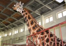 На арене цирка Астаны впервые выступит семиметровый жираф Бонифаций