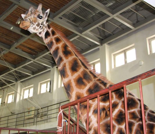 На арене цирка Астаны впервые выступит семиметровый жираф Бонифаций