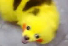 Видео с собачкой Пикачу набрало почти три миллиона просмотров в сети Видео с собачкой Пикачу набрало почти три миллиона просмотров в сети