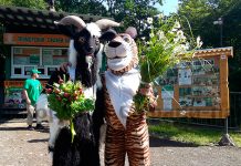 Козёл Тимур и тигр Амур снова встретились