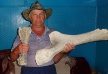 В СКО благодаря паводкам нашли останки мамонта