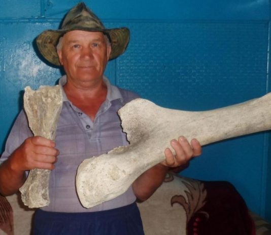 В СКО благодаря паводкам нашли останки мамонта