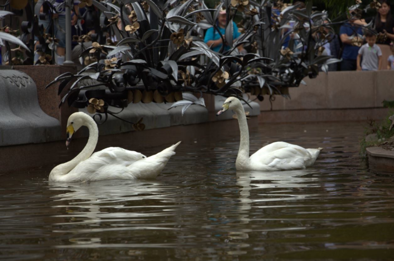 Двух лебедей снова поселили в бассейне на Старой площади в Алматы