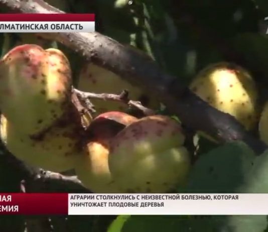Неизвестная болезнь уничтожает плодовые деревья в Алматинской области Неизвестная болезнь уничтожает плодовые деревья в Алматинской области