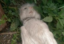 Полиция разобралась с повешенным в алматинском дворе котом Полиция разобралась с повешенным в алматинском дворе котом