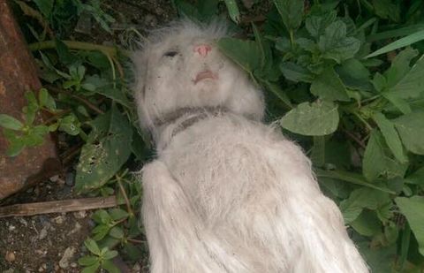 Полиция разобралась с повешенным в алматинском дворе котом Полиция разобралась с повешенным в алматинском дворе котом