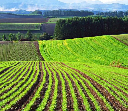 Члены земельной комиссии проведут встречу с аграриями Кызылординской области Члены земельной комиссии проведут встречу с аграриями Кызылординской области