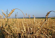 Ужесточить ответственность за незаконное распределение земель предложили в РК Ужесточить ответственность за незаконное распределение земель предложили в РК