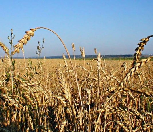 Ужесточить ответственность за незаконное распределение земель предложили в РК Ужесточить ответственность за незаконное распределение земель предложили в РК