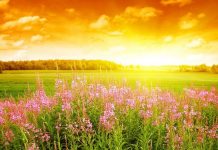 В ряде регионов Казахстана 13 июля прогнозируется сильная жара В ряде регионов Казахстана 13 июля прогнозируется сильная жара