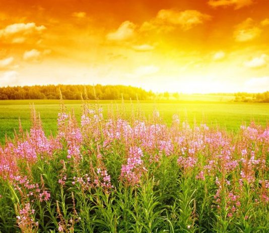 В ряде регионов Казахстана 13 июля прогнозируется сильная жара В ряде регионов Казахстана 13 июля прогнозируется сильная жара