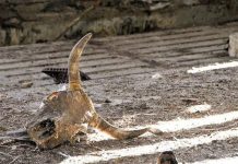 Назван регион Казахстана с самым большим количеством сибиреязвенных захоронений Назван регион Казахстана с самым большим количеством сибиреязвенных захоронений