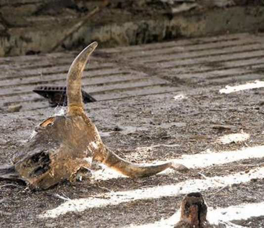 Назван регион Казахстана с самым большим количеством сибиреязвенных захоронений Назван регион Казахстана с самым большим количеством сибиреязвенных захоронений