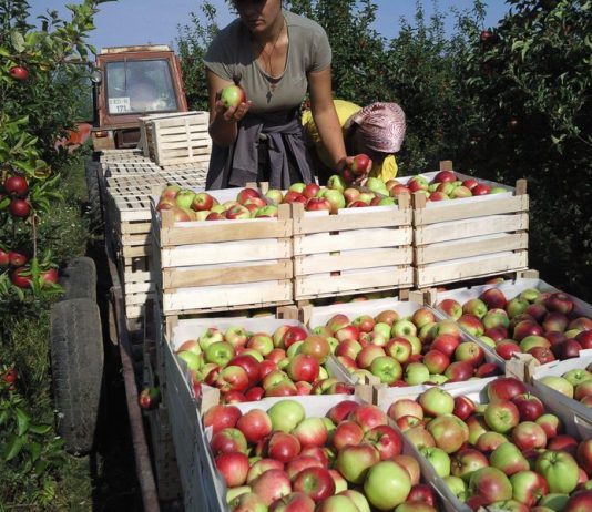 Казахстан за месяц вернул в Кыргызстан 330 тонн зараженных овощей и фруктов Казахстан за месяц вернул в Кыргызстан 330 тонн зараженных овощей и фруктов