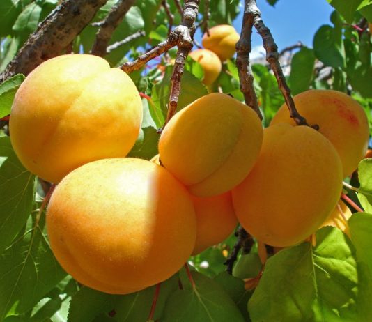 Кыргызстан обвинил Казахстан в неправомерном возврате 330 тонн овощей и фруктов Кыргызстан обвинил Казахстан в неправомерном возврате 330 тонн овощей и фруктов